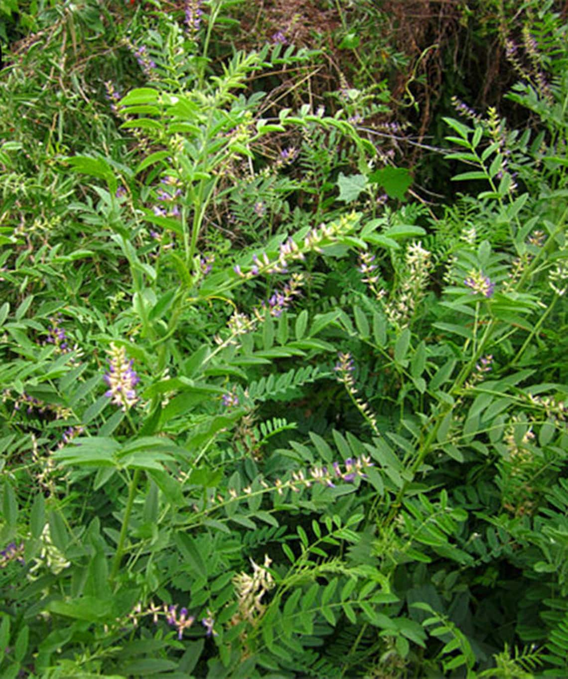 100 Licorice Root Seeds Glycyrrhiza Glabra Gan Cao TCM Etsy