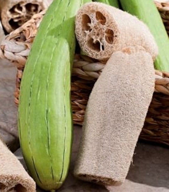 50 Luffa Seeds Sponge Gourd Luffa aegyptica / cylindrica - Etsy México