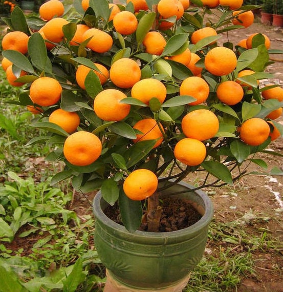 Buy Mandarin Orange Tree Seeds Citrus Reticulata Online in India - Etsy