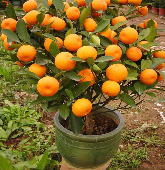 20 seeds Balcony Patio Potted Fruit Trees Planted Seeds Kumquat Orange Tangerine 20 seeds Balcony Patio Potted Fruit Trees Planted Seeds Kumquat Orange Tangerine