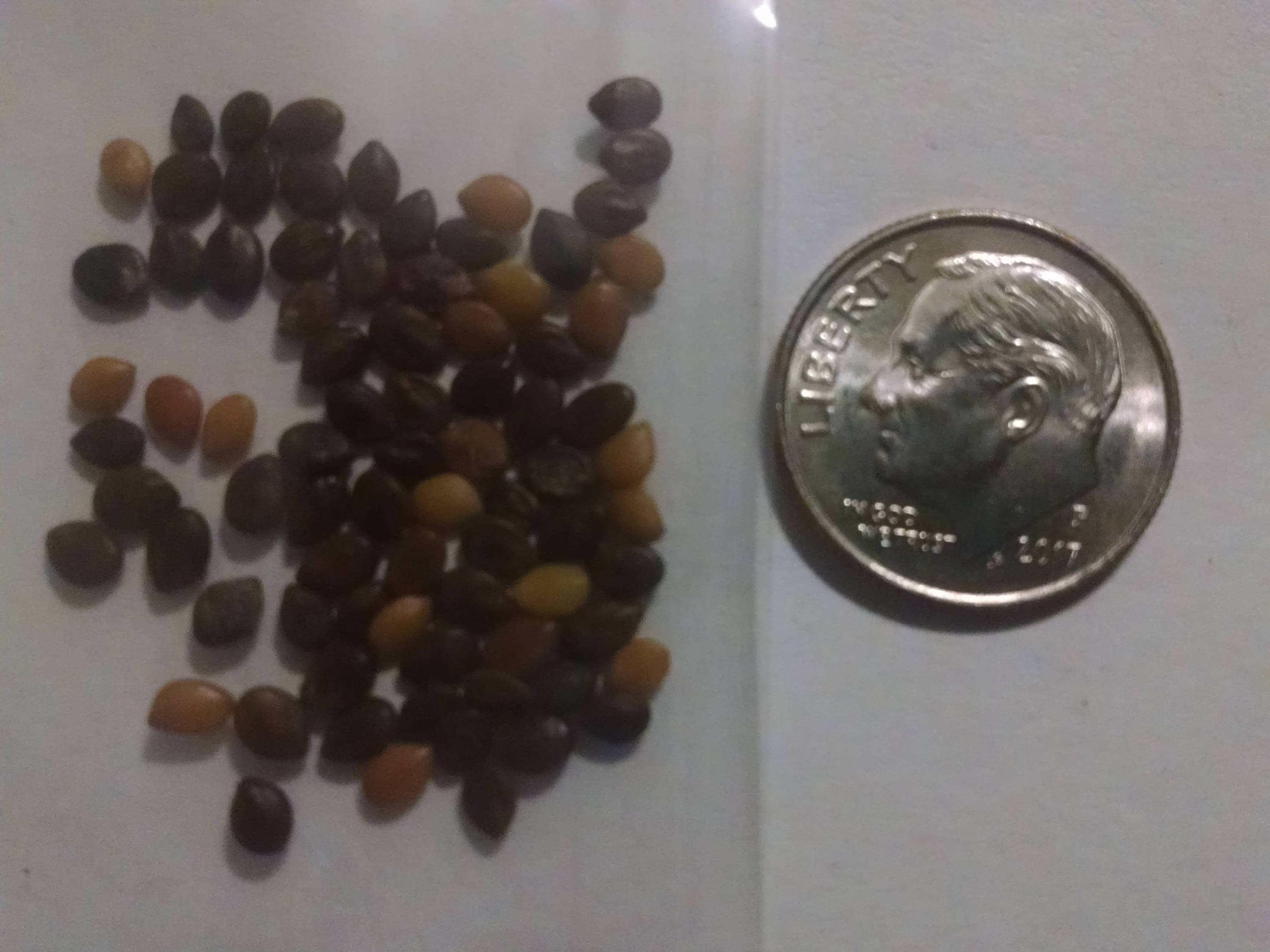 500 Licorice Root Seeds Glycyrrhiza Glabra Gan Cao TCM Etsy