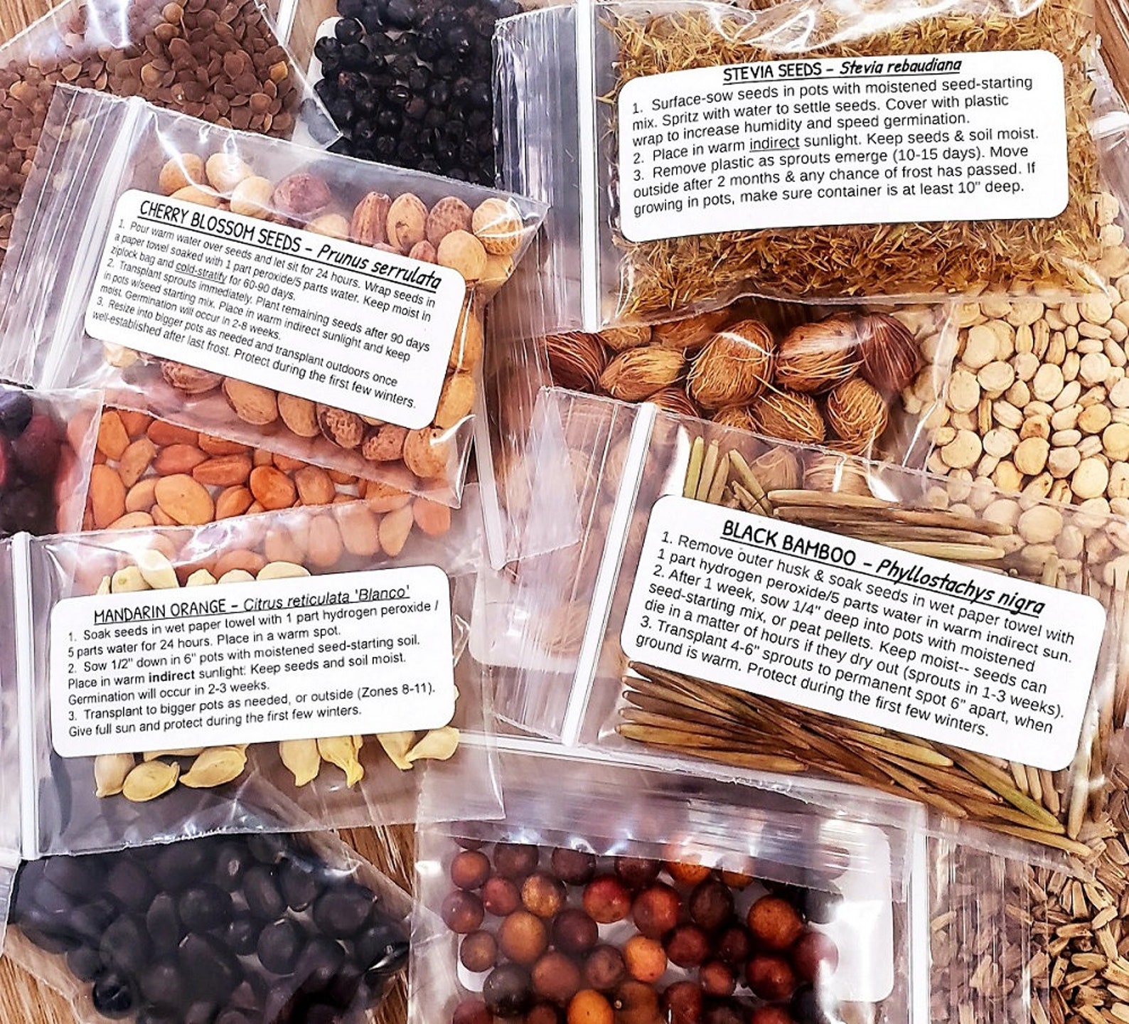 100 Licorice Root Seeds Glycyrrhiza Glabra Gan Cao TCM Etsy