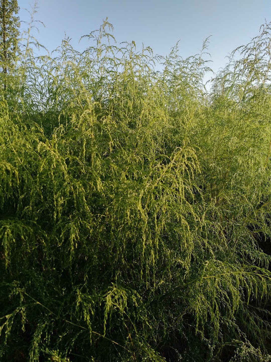 Dried Dogfennel Wild Dog Fennel Mayweed eupatorium Capillifolium