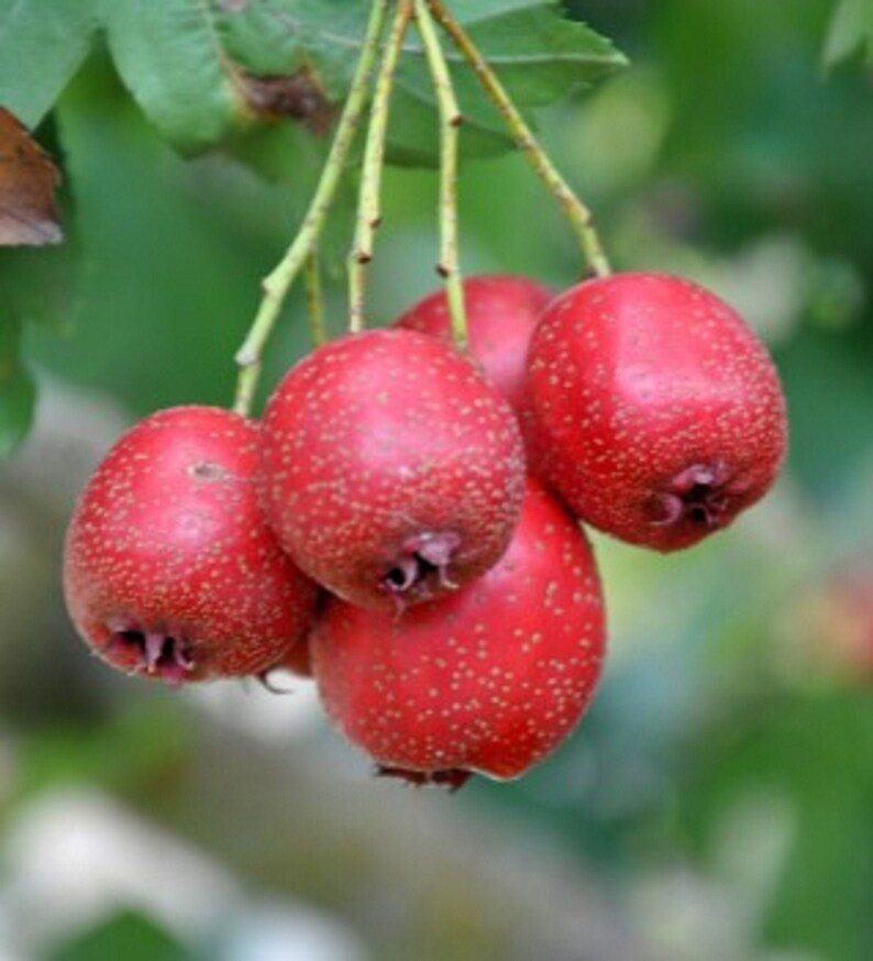 Hawthorn Tree Seeds Crataegus Pinnatifida Chinese Hawthorn | Etsy