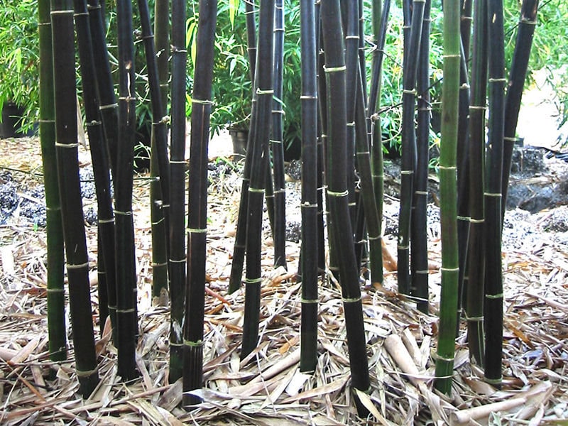 BLACK Bamboo Seeds Phyllostachys Nigra Hardy Landscaping Privacy Screen  Planting Seeds Indoor / Outdoor Bamboo 100, 200, or 400 Seeds 