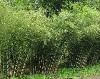 UMBRELLA Bamboo Seeds  - Fargesia spathacea / murielae 'Franch' - Hardy Landscaping Privacy Screen Indoor / Outdoor - 100/200/400 seeds