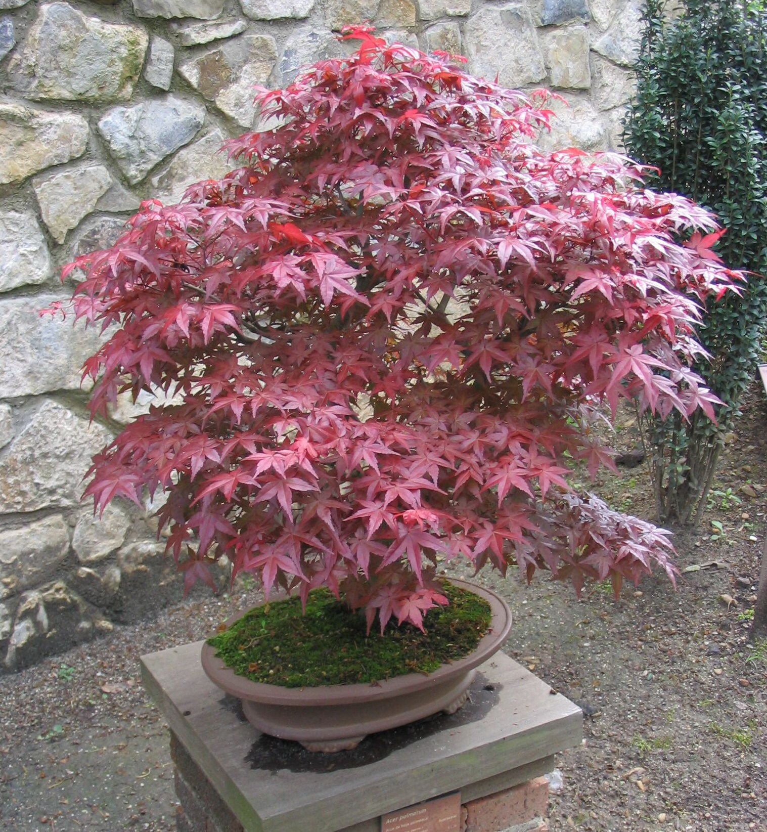Plants & Seedlings 1 JAPANESE RED MAPLE TREE 12 FT BONSAI LANDSCAPE