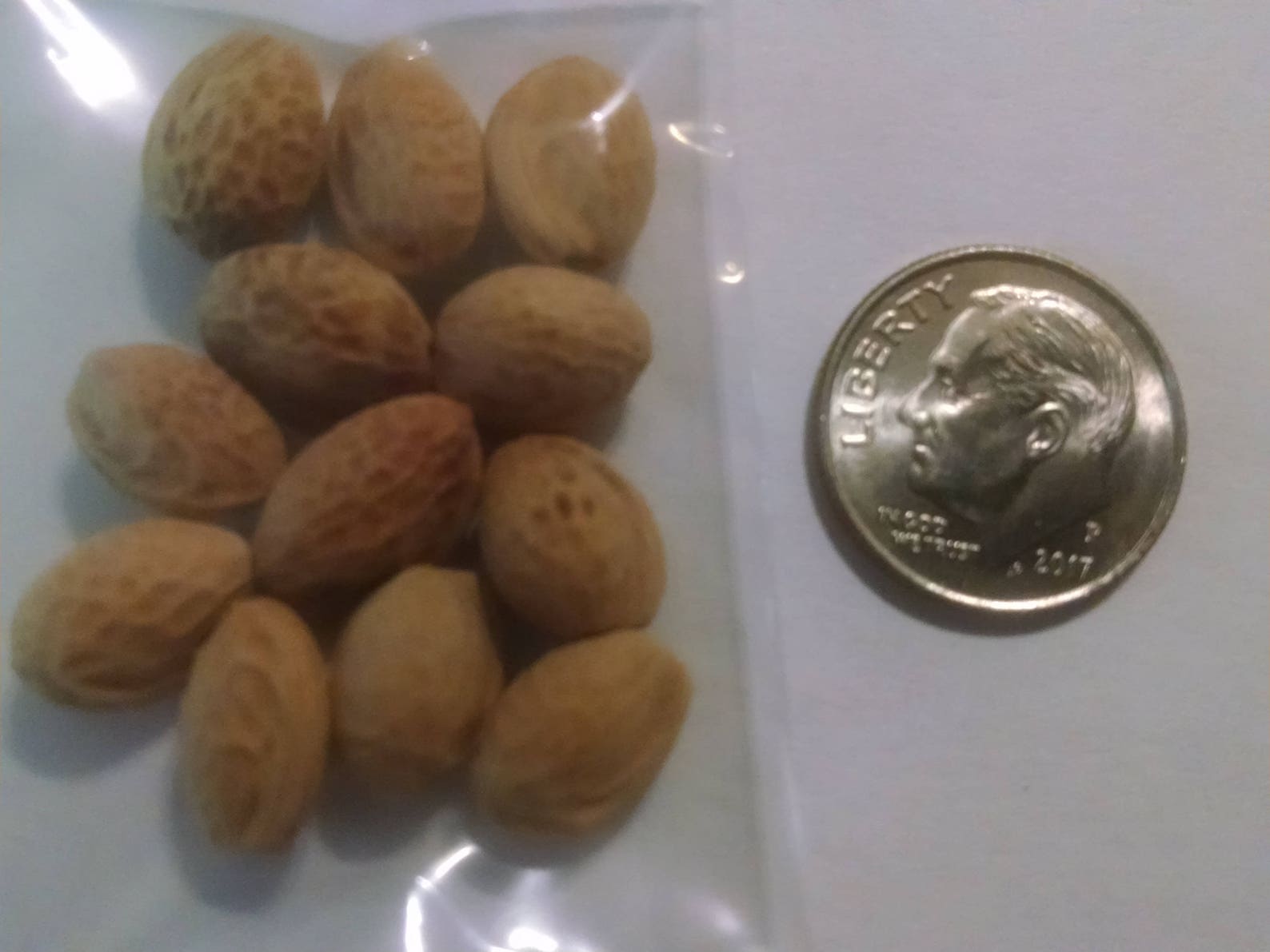 Japanese Cherry Blossom Tree Seeds Prunus Serrulata Sakura Etsy