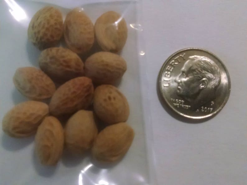 Japanese Cherry Blossom Tree Seeds Prunus Serrulata Sakura Etsy