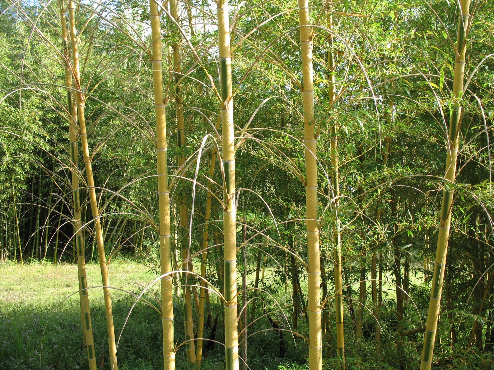 MOSO Bamboo Seeds Phyllostachys Edulis Hardy Landscaping Etsy Australia