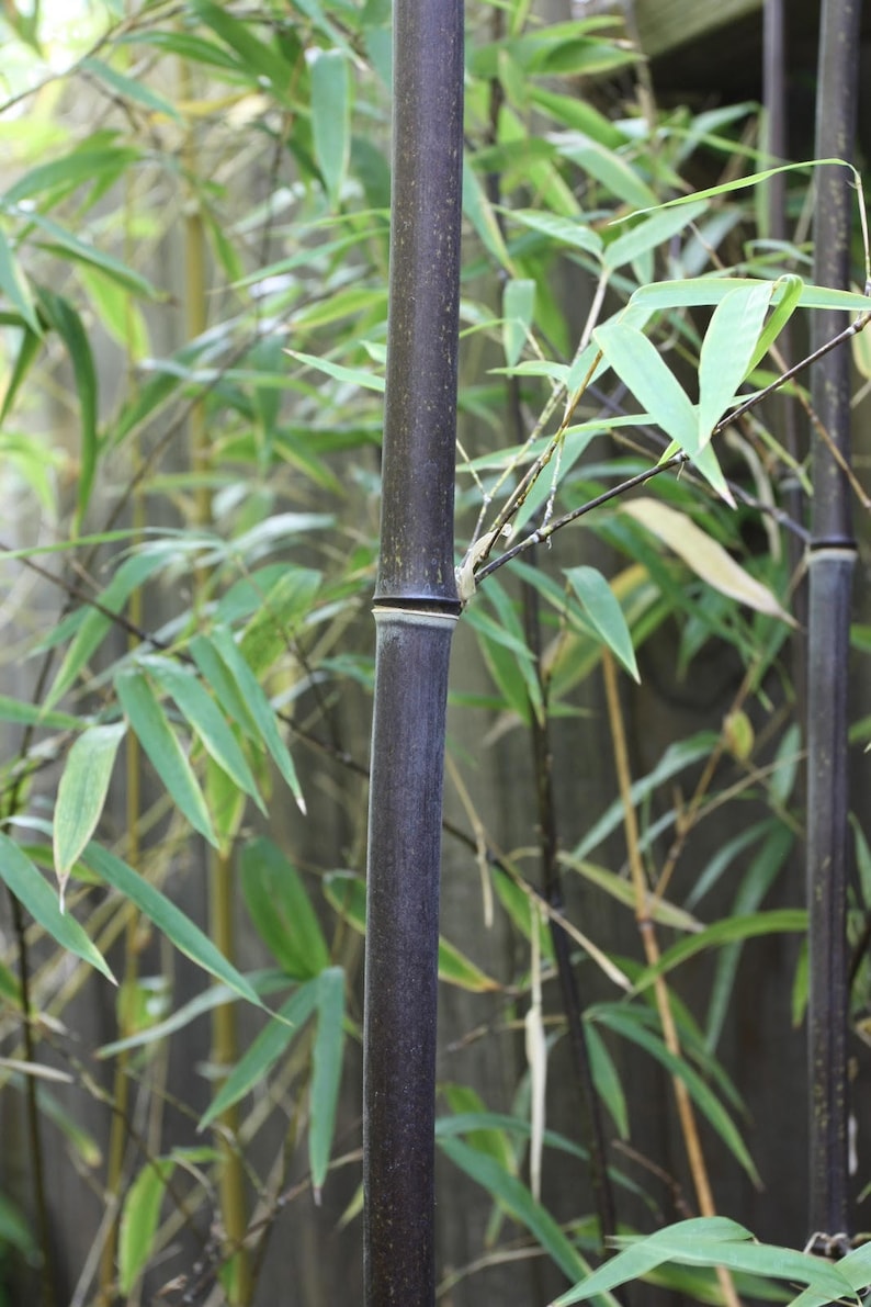 BLACK Bamboo Seeds Phyllostachys Nigra Hardy Landscaping Etsy