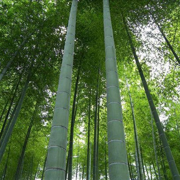 400 MOSO Bamboo Seeds - Phyllostachys edulis - Hardy Landscaping Bamboo Privacy Screen Planting Seeds Indoor / Outdoor Ornamental Evergreen