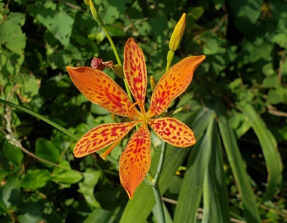 Semillas de lirio de mora Iris domestica Flor de leopardo - Etsy España Semillas de lirio de mora Iris domestica Flor de leopardo - Etsy España