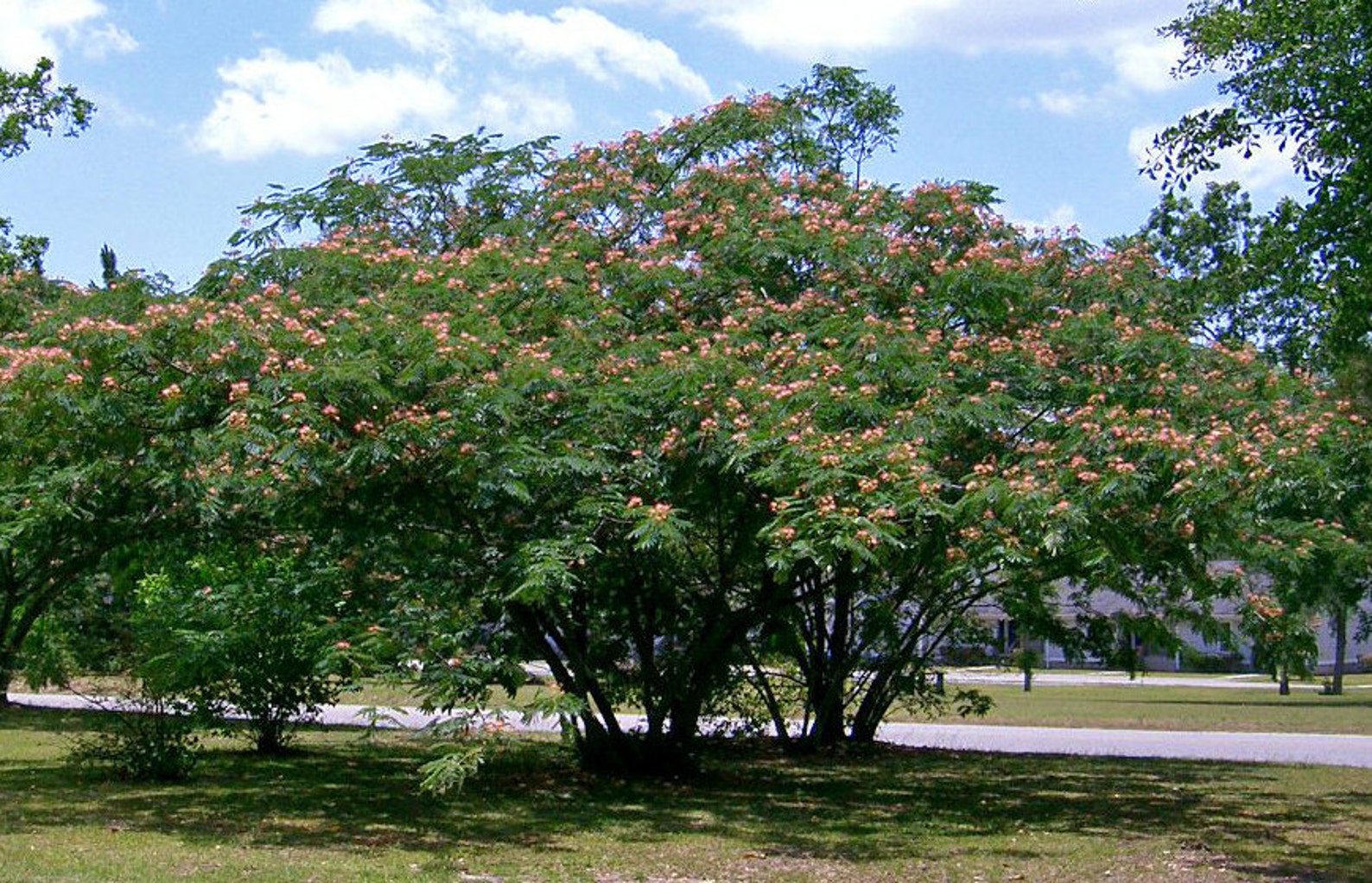 50 Persian Silk Tree Seeds Julibrissin Etsy Canada