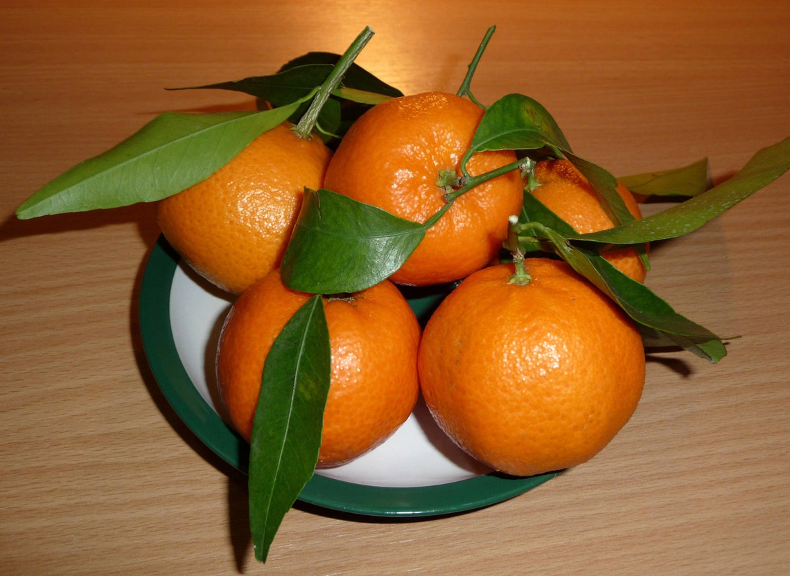 20 Mandarin Orange Tree Seeds Citrus Reticulata Etsy