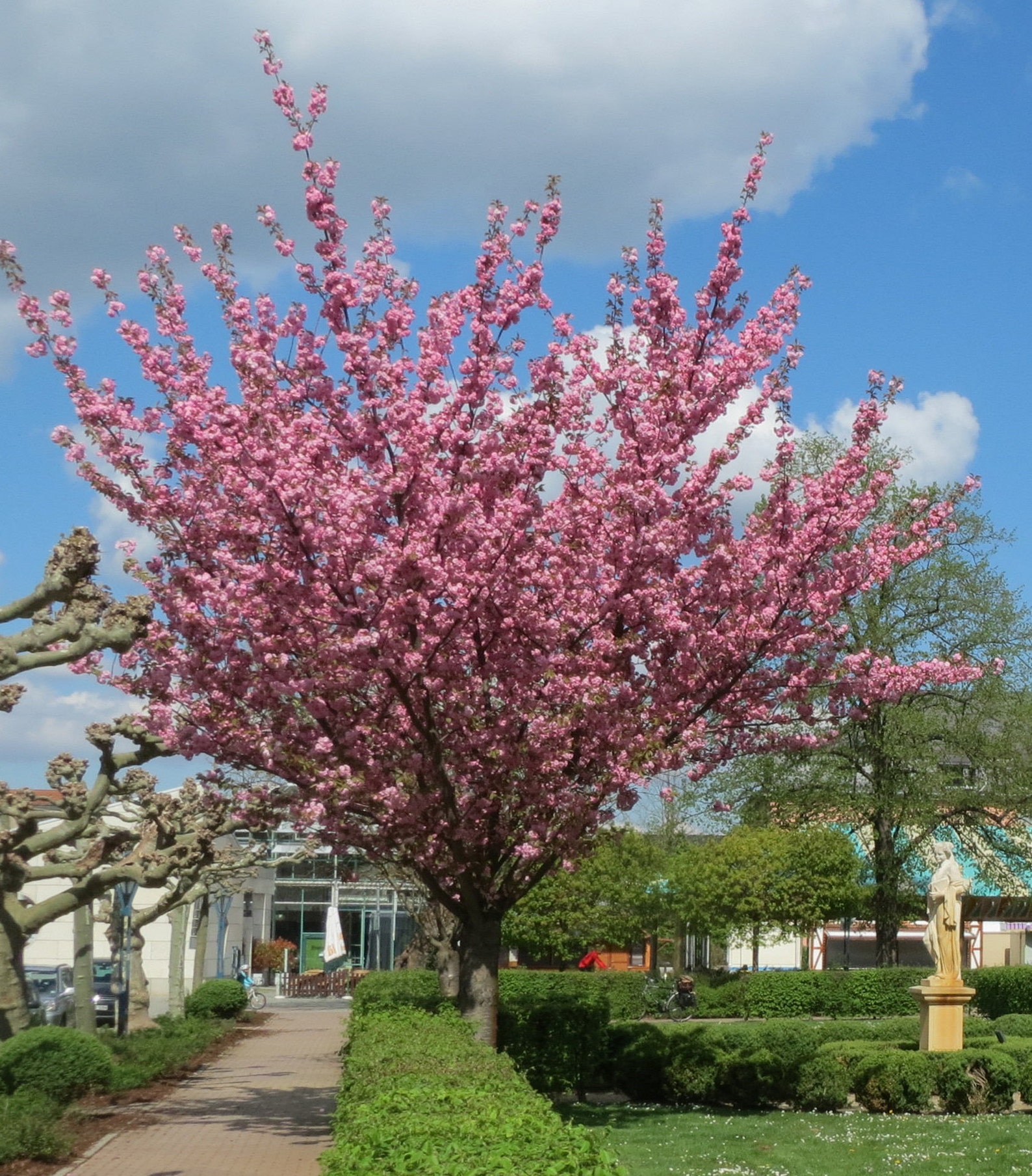 10 Japanese Cherry Blossom Tree Seeds Prunus Serrulata Etsy