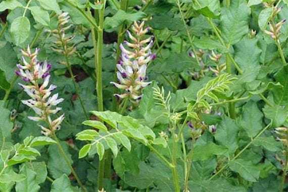 Buy 100 Licorice Root Seeds Glycyrrhiza Glabra Gan Cao TCM Herb Edible  Medicinal Pagan Apothecary Perennial Purple Flower Planting Seeds Online in  India - Etsy