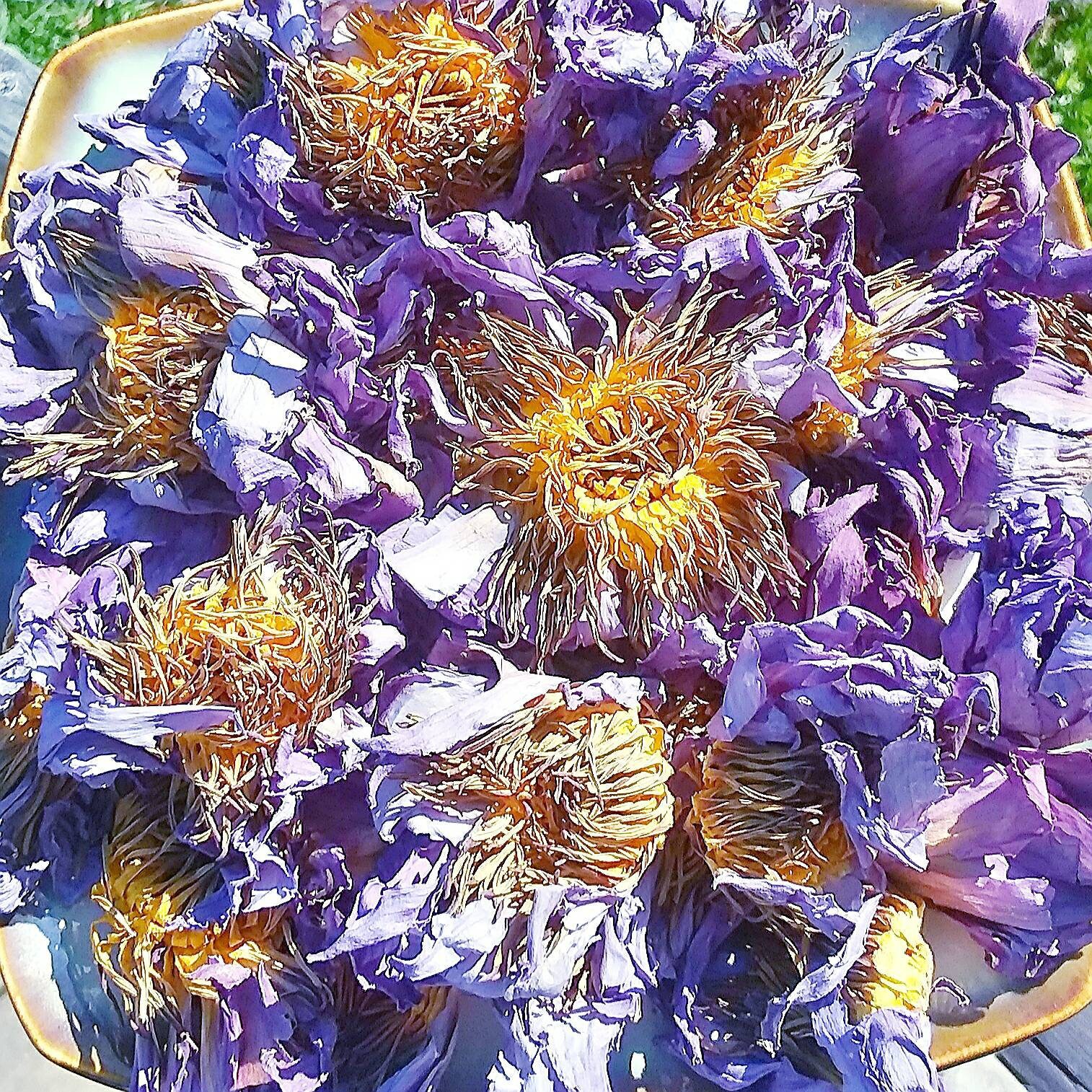 Egyptian Blue Lotus Flowers - Sacred Blue Lily - Nymphaea caerulea - …