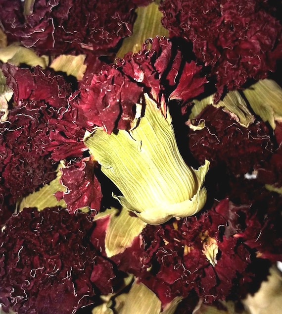 Organic Magnolia Dried Flowers Yulan Lilytree Magnolia denudata Fragrant Herb