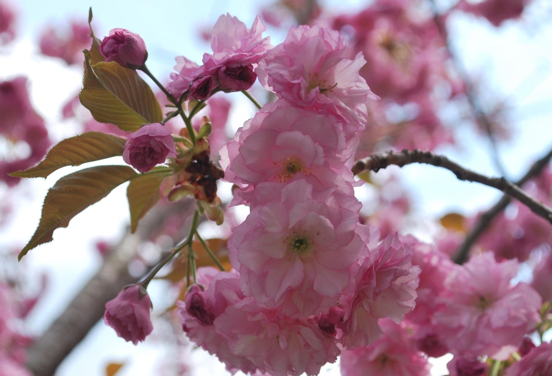 Japanese Cherry Blossom Tree Seeds Prunus Serrulata Sakura Etsy