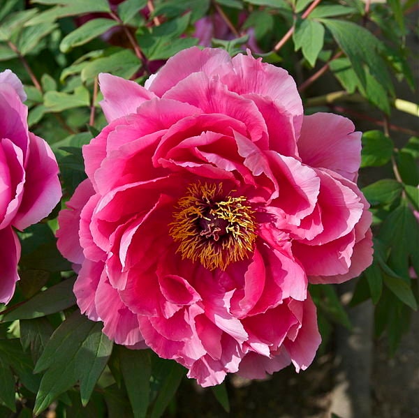 10 Rare Seeds Peter Brand Peony Seeds perennial authentic Seeds-flowers  organic. Non GMO vegetable Seeds-mix Seeds for Plant-b3g1b015 -  Norway