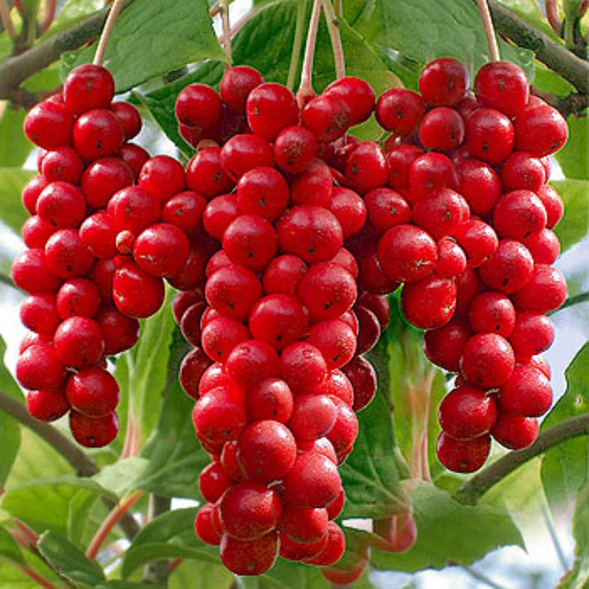Schisandra Seeds Schisandra Chinensis Magnolia Berry Vine Etsy