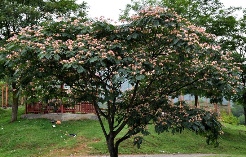 100 Persian Silk Tree Seeds julibrissin Etsy 100 Persian Silk Tree Seeds julibrissin Etsy