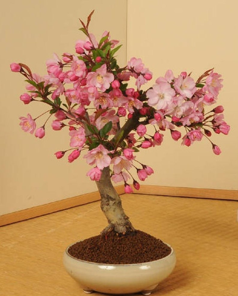 Japanese Cherry Blossom Tree Seeds Prunus Serrulata Sakura Etsy