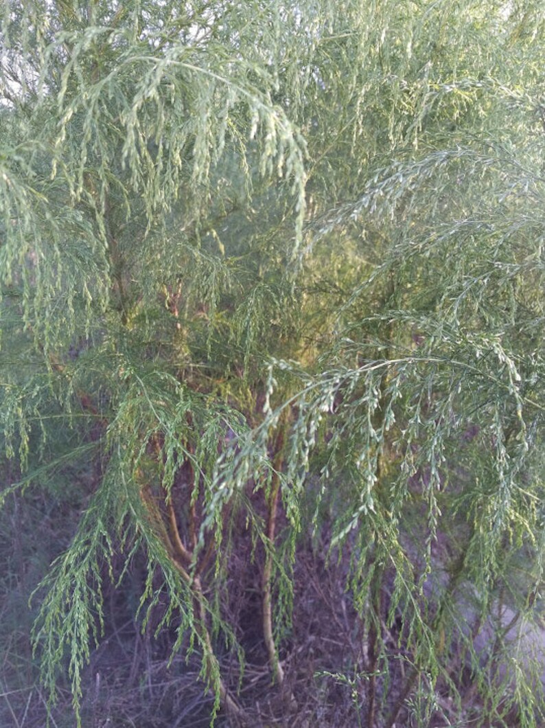 Dried Dogfennel Wild Dog Fennel Mayweed eupatorium Etsy