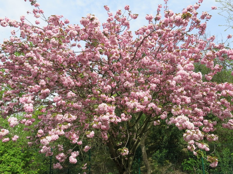Japanese Cherry Blossom Tree Seeds Prunus Serrulata Sakura Etsy