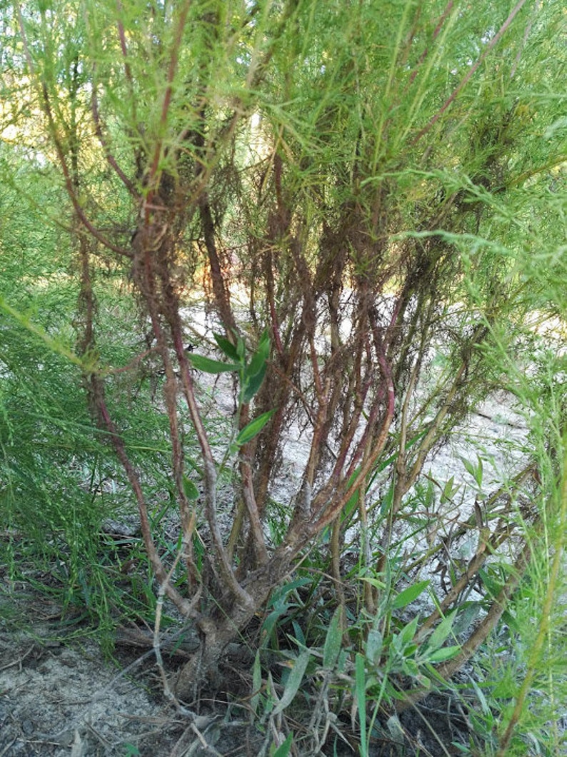 Dried Dogfennel Wild Dog Fennel Mayweed eupatorium Etsy