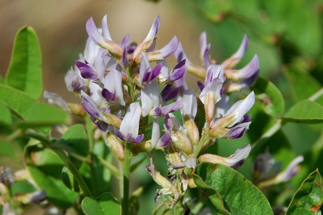 500 Licorice Root Seeds Glycyrrhiza Glabra Gan Cao TCM Etsy