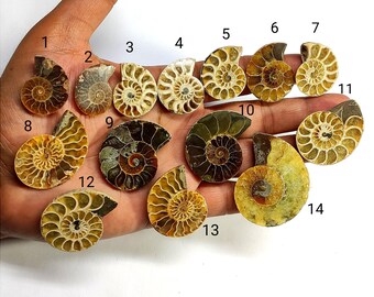 May include: A collection of fourteen fossilized ammonite shells, showcasing a variety of colors from light tan to dark brown. The shells display intricate spiral patterns, with visible chambers and detailed textures. Each shell is unique in size and coloration.