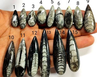 May include: Fifteen polished fossil specimens, each with a unique elongated shape and pattern. The fossils range in color from black to gray and white, with visible internal structures. Numbers 1-15 are labeled on the image.