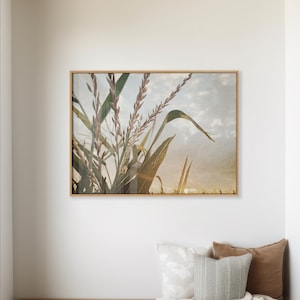 Field Corn