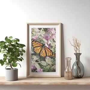 Monarch Butterfly