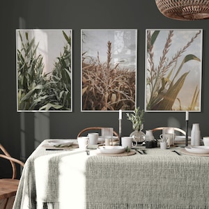 Field Corn, Set of 3
