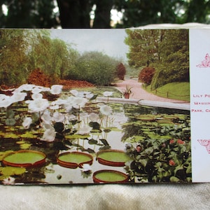 May include: A vintage postcard featuring a lily pond in Washington Park, Chicago. The postcard shows a pond with lily pads and white flowers, surrounded by lush greenery. The text on the postcard reads "Lily Pond in Washington Park, Chicago."
