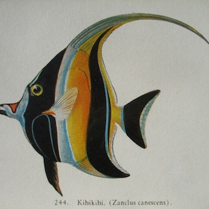 May include: A black, yellow, and blue fish with a long, curved fin. The fish is swimming to the right. The text "244. Kihikihi. (Zanclus canescens)." is below the fish.