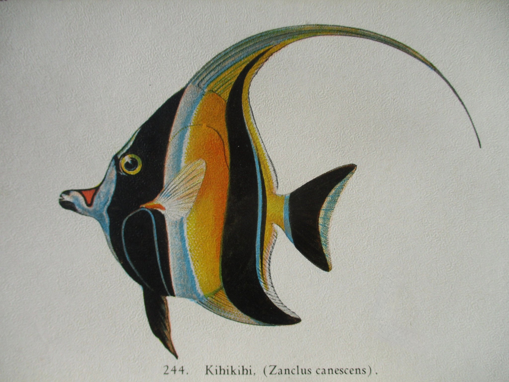 Fishes of Hawaii, Antique Lithographed Post Card, Simonds