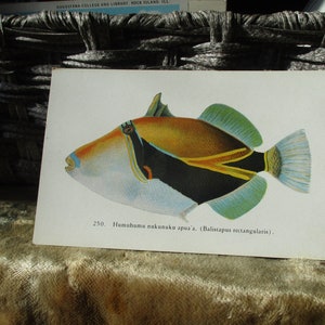 Fishes of Hawaii, antique lithographed Post Card, Simonds Aquarium, Long Beach, California. Humahumu nukunuku apua'a  #250