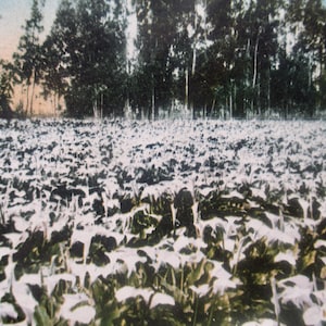May include: A vintage photograph of a field of calla lilies with a backdrop of tall trees. The white flowers are in full bloom, creating a sea of white against the green foliage. The trees form a dark, dense line in the background.