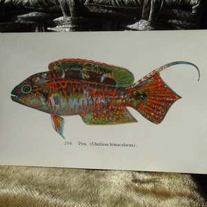 May include: A colorful illustration of a fish with red, orange, green, and blue scales. The fish has a long, curved tail fin and a small mouth. The text "236. Pou. (Cheilinus bimaculatus)." is printed below the fish.