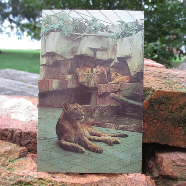 New Milwaukee County Zoological Park: Lion Cubs as seen by visitors through glass. L.L. Cook Post Card