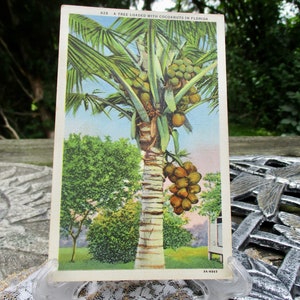 May include: A vintage postcard featuring a palm tree laden with coconuts. The postcard is titled "828 A Tree Loaded With Coconuts In Florida".