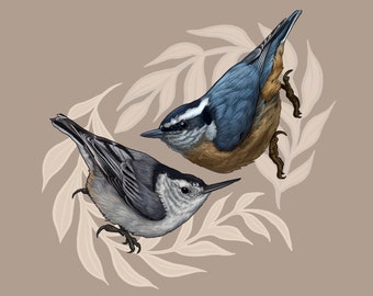 Nuthatches Print