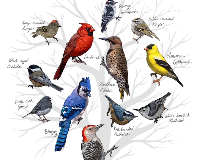 Backyard Birds of Iowa Print