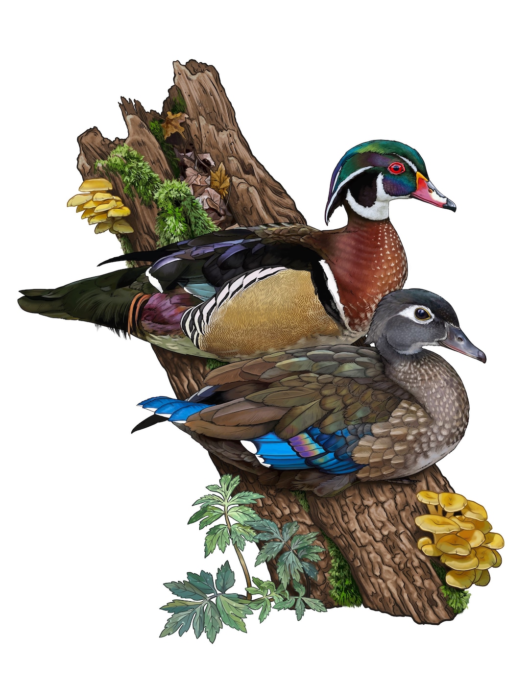 Wood Duck Pair Print Etsy