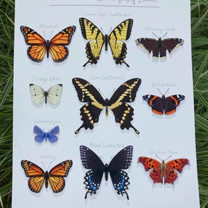 Ten Common Butterflies of Iowa Print