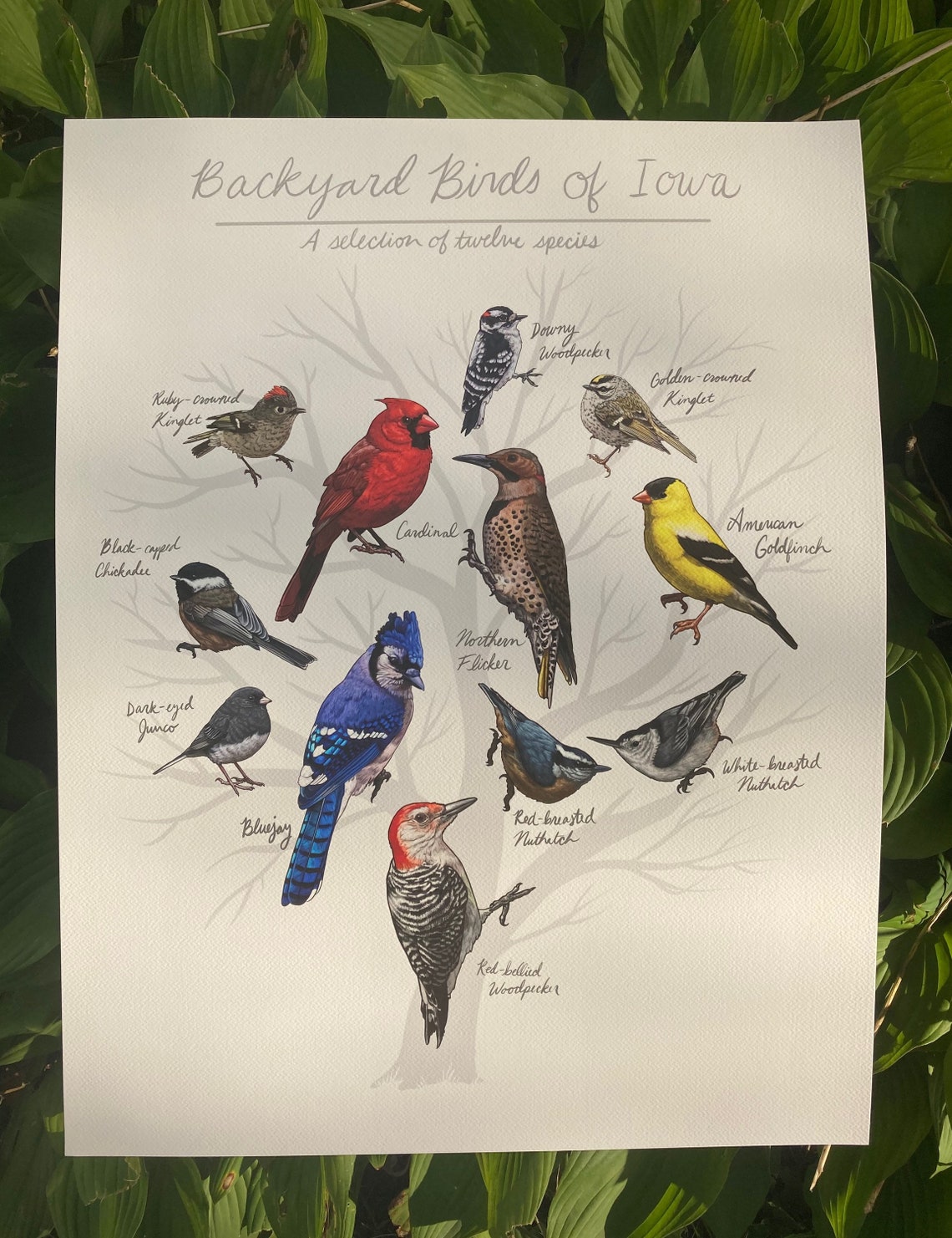 Backyard Birds of Iowa Print - Etsy